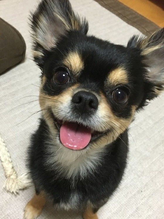 トリミング後のチワワ