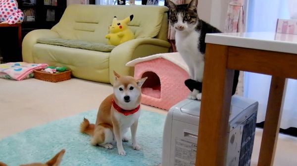 柴犬と猫