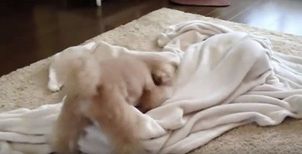 遊ぶトイ・プードル