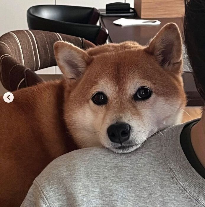 パパさんの肩にあご乗せするあんこちゃん