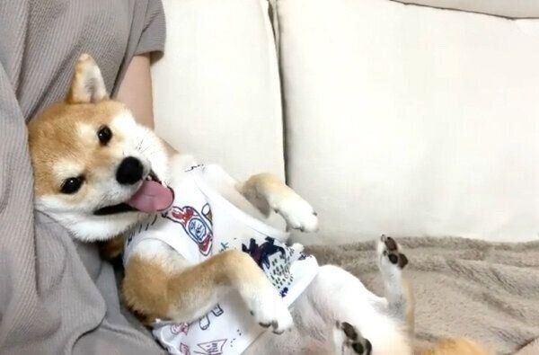 おなかを出すきなこちゃん