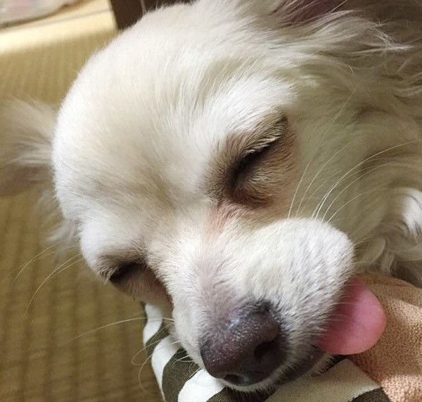 眠るチワワ