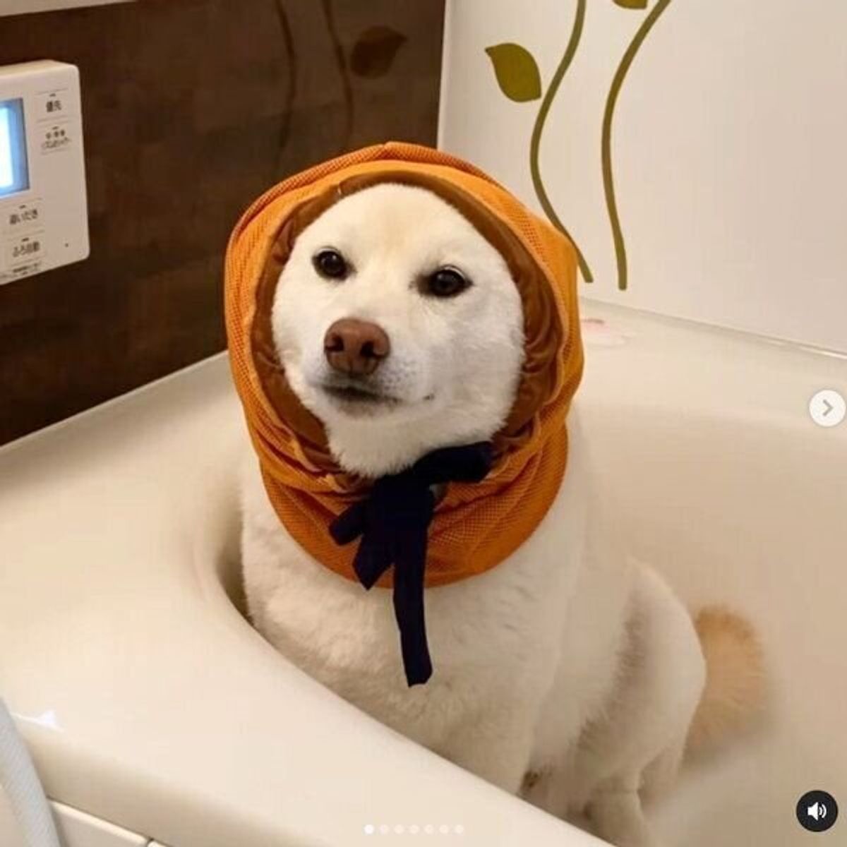 雷が怖くてお風呂に避難した柴犬 時間が経つと 可愛い姿 になっちゃった いぬのきもちweb Magazine 雷が怖くてお風呂に避難した柴犬 時間が経つと 可愛い姿 になっちゃった いぬのきもちweb Magazine