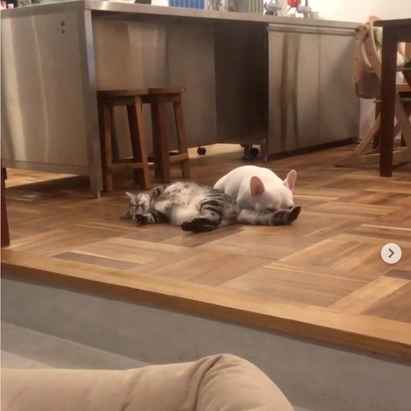 猫のしっぽが顔に当たるフレンチ・ブルドッグ