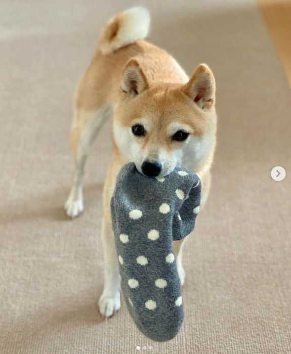 靴下をくわえるすずちゃん
