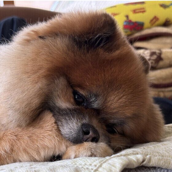 こちらを見つめるポメラニアンのリコちゃん