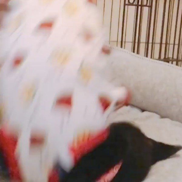 掘り掘りワンコ