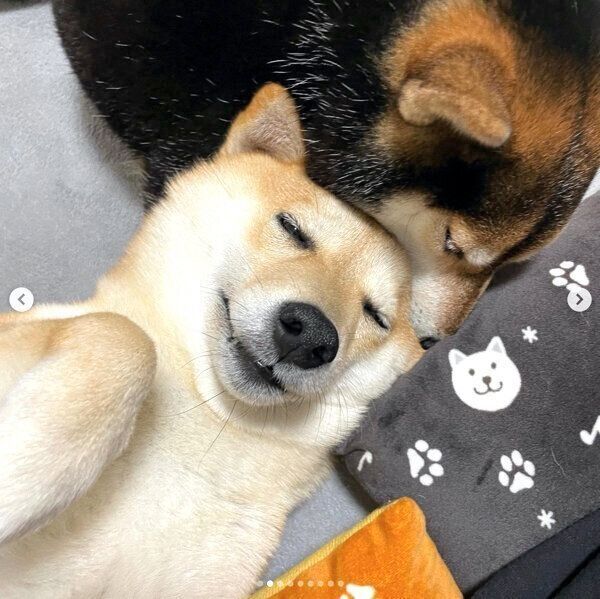 つくねちゃんのお世話をするごまちゃん