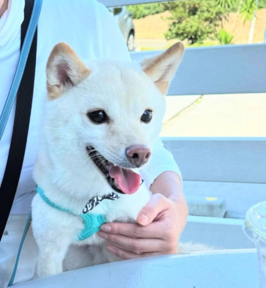 にっこり笑顔のボスくん