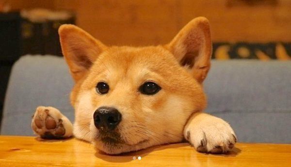 柴犬のぷんちゃん