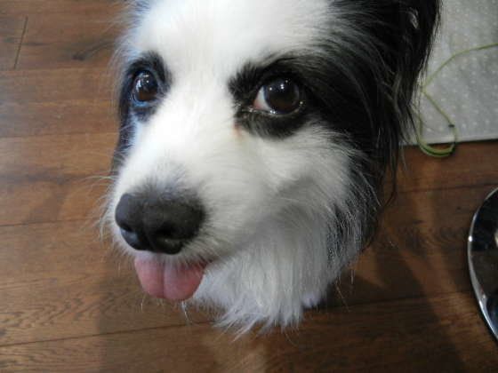 見上げるパピヨン