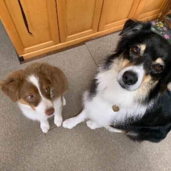 これって座り方のクセ？注意するべき犬の座り方とは いぬのきもち