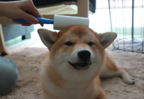 プールで遊ぶ柴犬