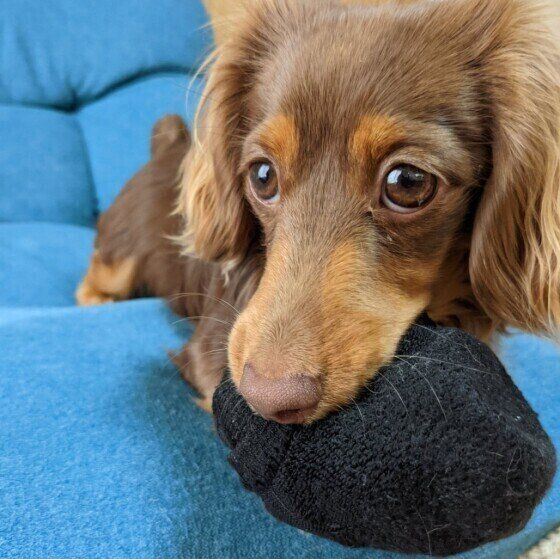 靴下で遊ぶカニーンヘン・ダックスフンド