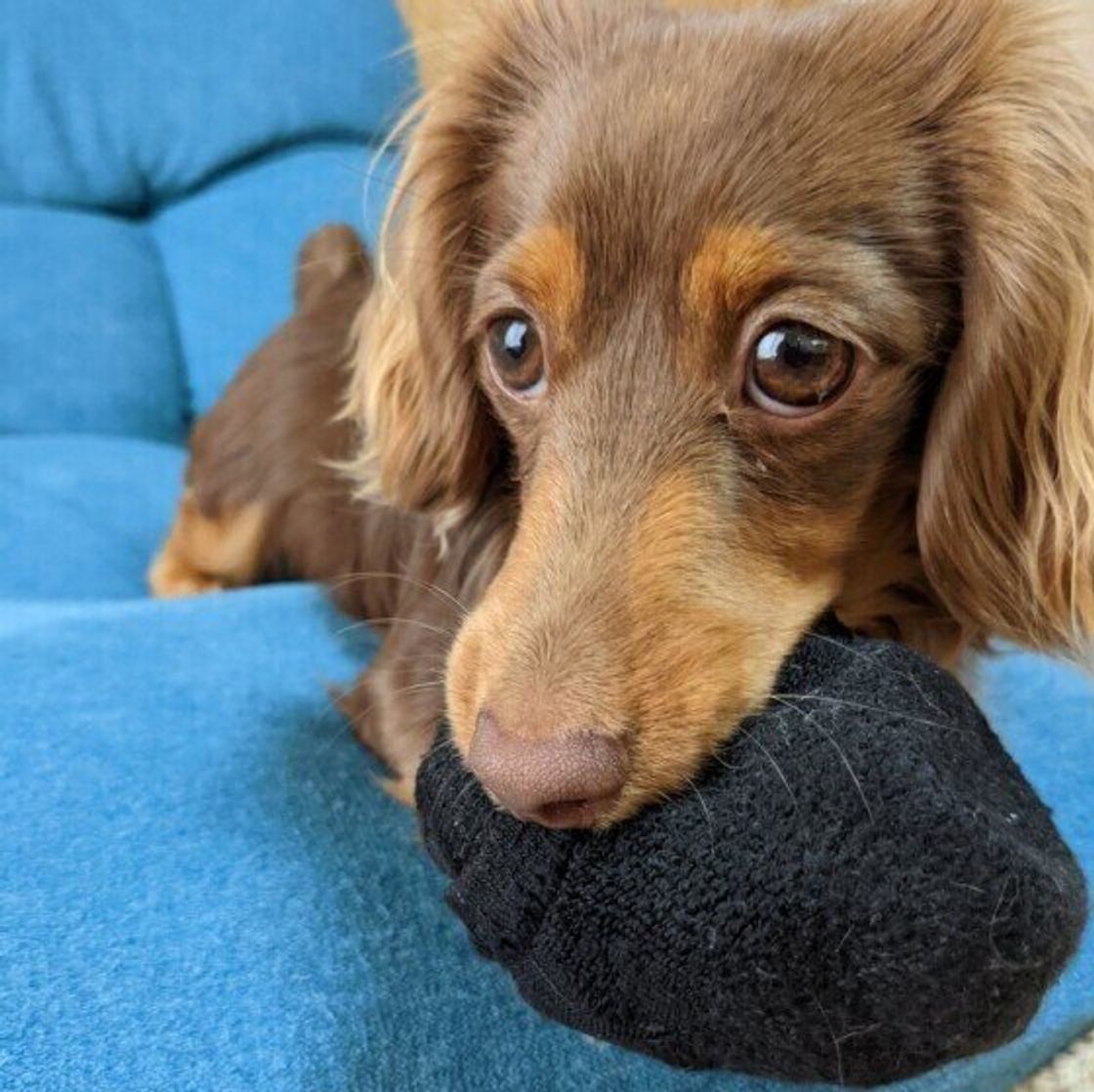 犬が飼い主さんの靴下を好む3つの理由は くわえて遊んでしまう場合には注意点も いぬのきもちweb Magazine 犬が飼い主さんの靴下を好む3つの理由は くわえて遊んでしまう場合には注意点も いぬのきもちweb Magazine