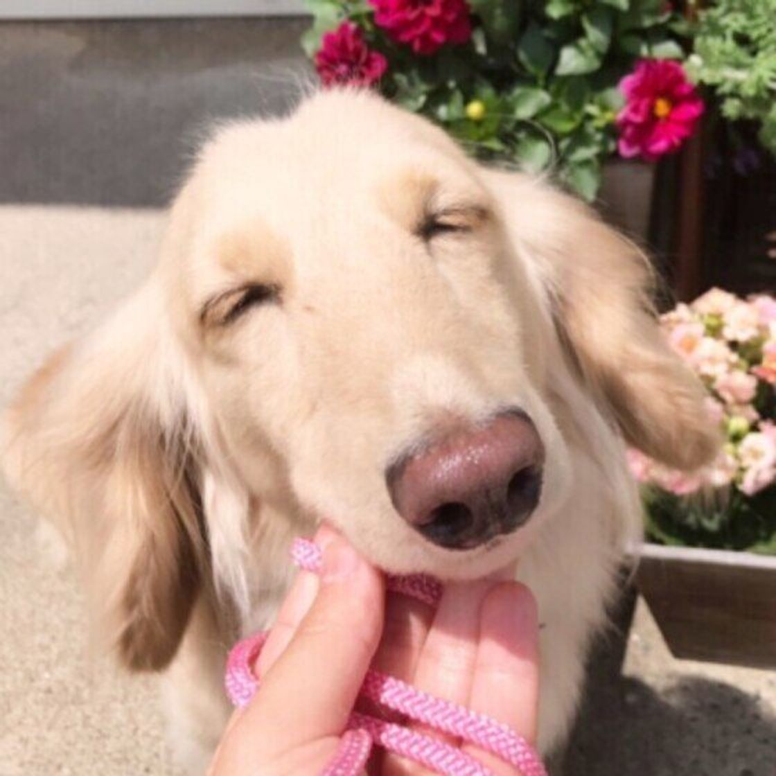 犬が飼い主に見せる 信頼 甘える しぐさ7選 いぬのきもちweb Magazine 犬が飼い主に見せる 信頼 甘える しぐさ7選 いぬのきもちweb Magazine