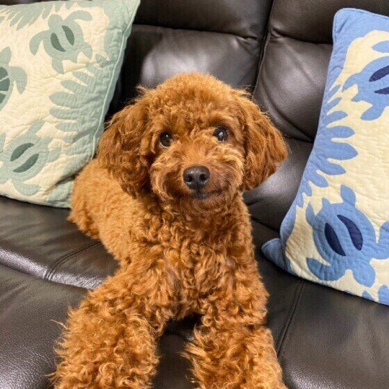 見つめるトイ・プードル