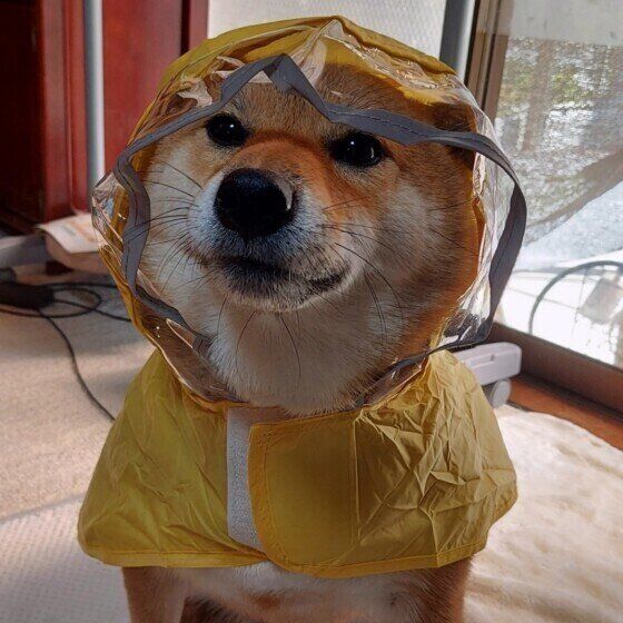 梅雨は愛犬とどう過ごす? 梅雨時の犬の散歩や体調管理の仕方 いぬのきもち
