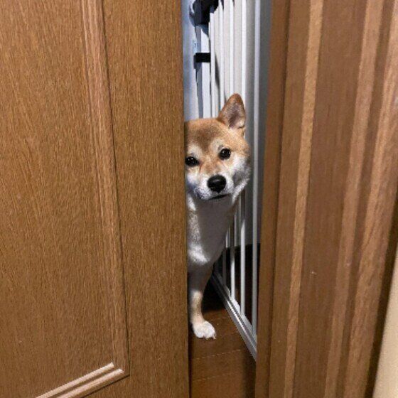 覗きにくる柴犬