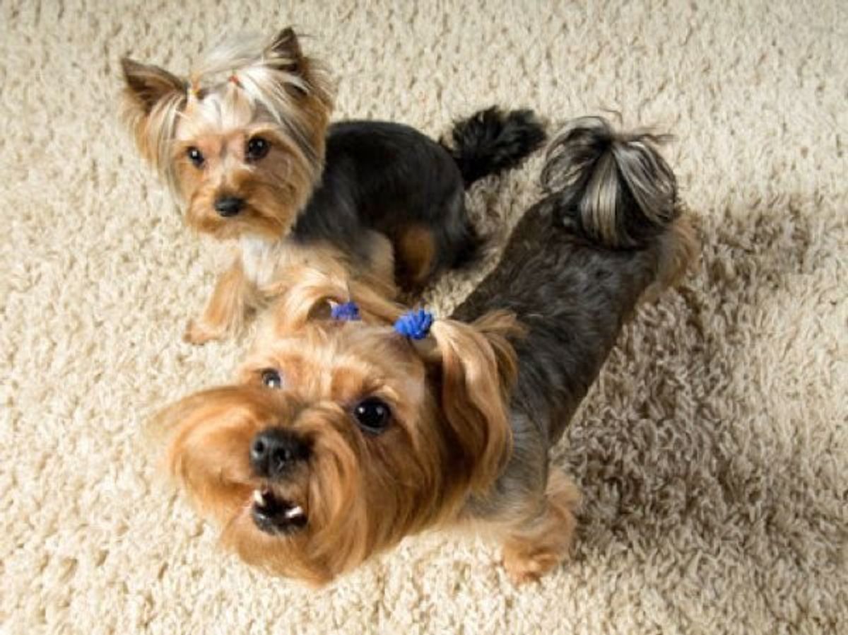 インスタ映えのため 犬がかわいそうになる飼い主さんの行動は いぬのきもちweb Magazine インスタ映えのため 犬がかわいそうになる飼い主さんの行動は いぬのきもちweb Magazine