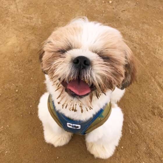 笑顔のシー・ズー