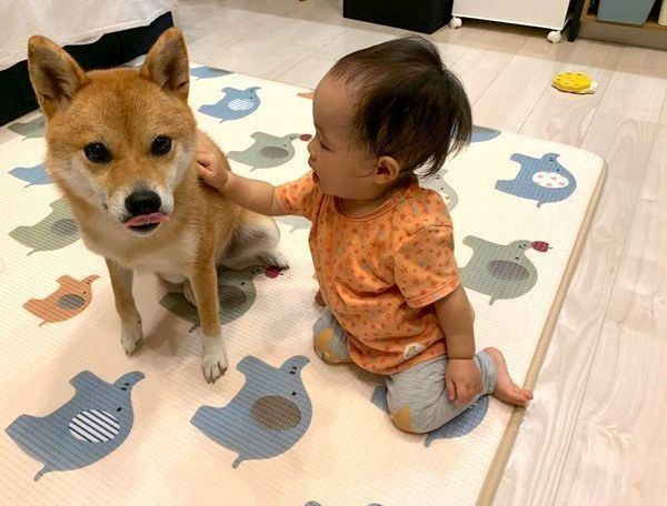 仲良く並ぶ柴犬と女の子