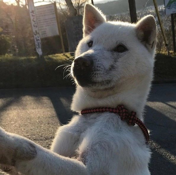 紀州犬、夕焼けをバックに