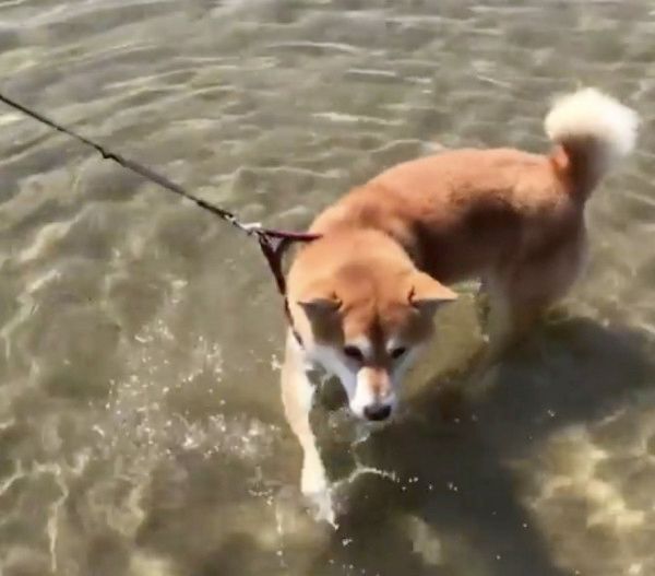 海で遊ぶ柴犬