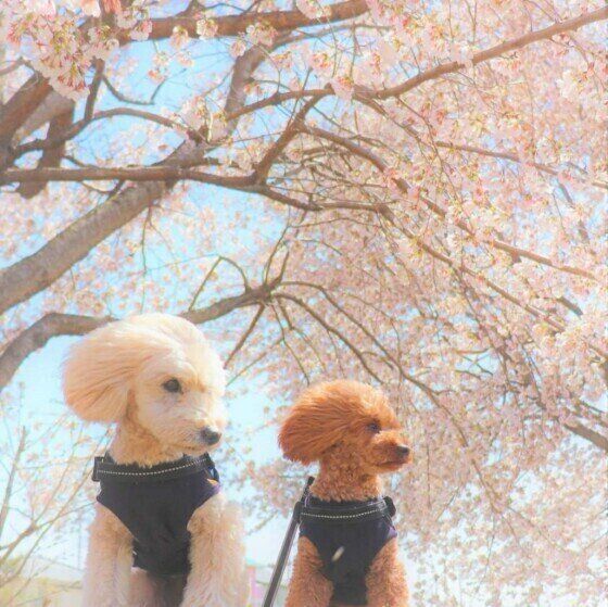 トイ・プードルのアンディくんとお友達