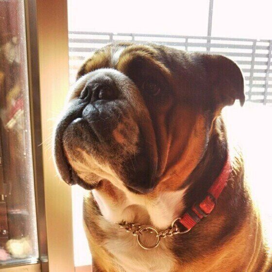 ブルドッグの桃太郎ちゃん