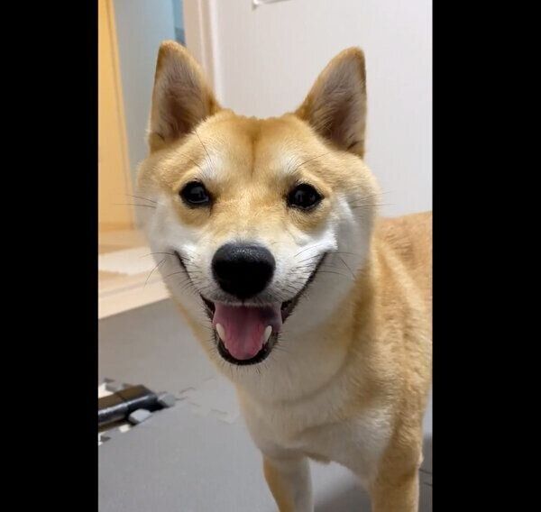お散歩に行けて大満足なまめ助くん