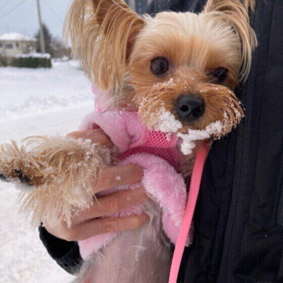 雪だらけになるヨークシャー・テリア