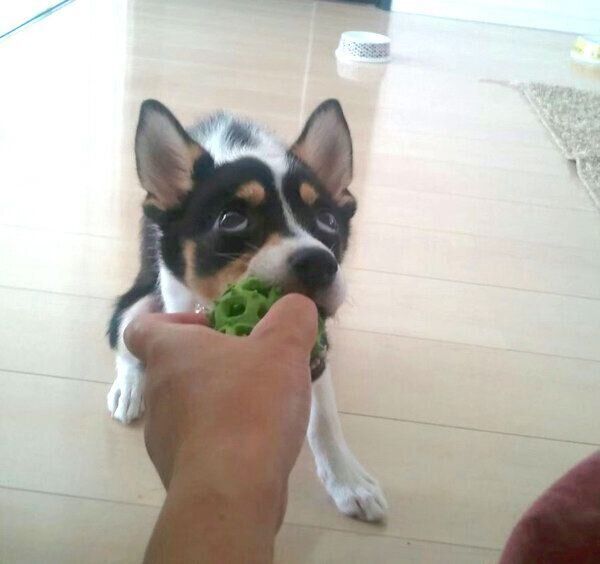 おもちゃで遊ぶ乙女ちゃん