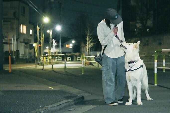 街灯のある道を散歩する犬