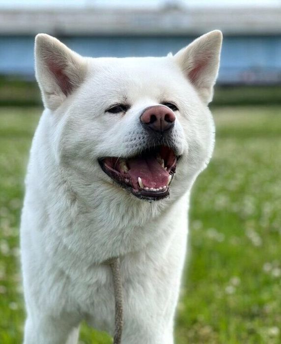 お散歩を楽しむ心くん