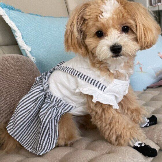 白いシャツとストライプのスカートをはいてソファに座っている鼻周りと頭のてっぺんが白い茶色の小型犬