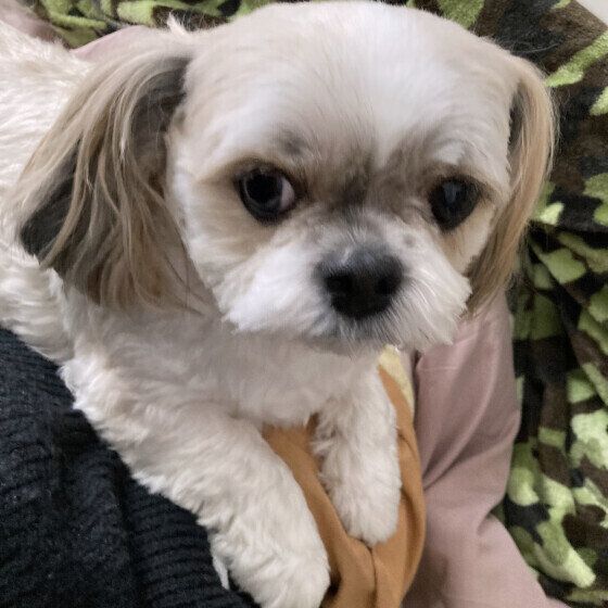 お膝の上のコタロウちゃん