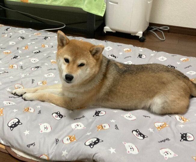 布団で過ごすもなかちゃん