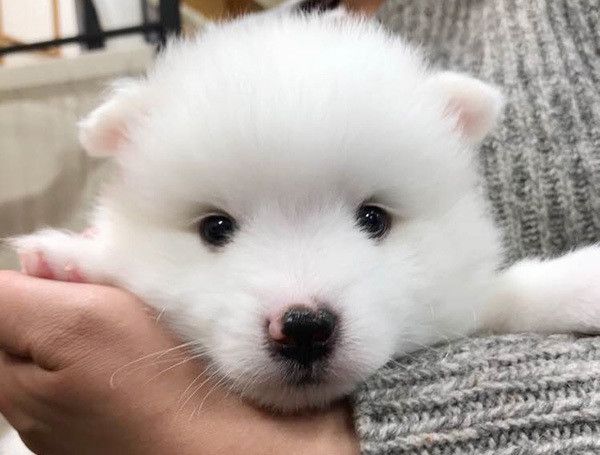 見つめる日本スピッツ