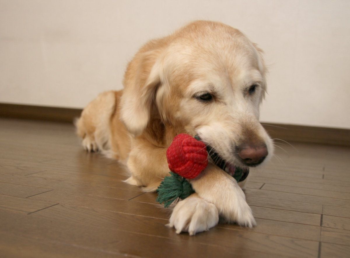 いぬのきもちふろくレポート