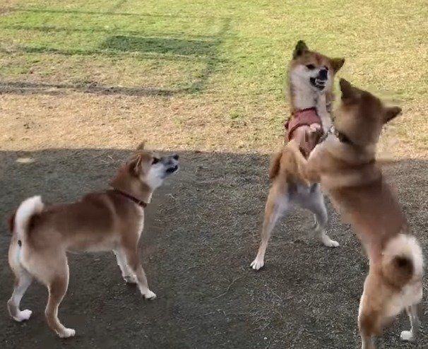 柴犬だらけの相撲大会