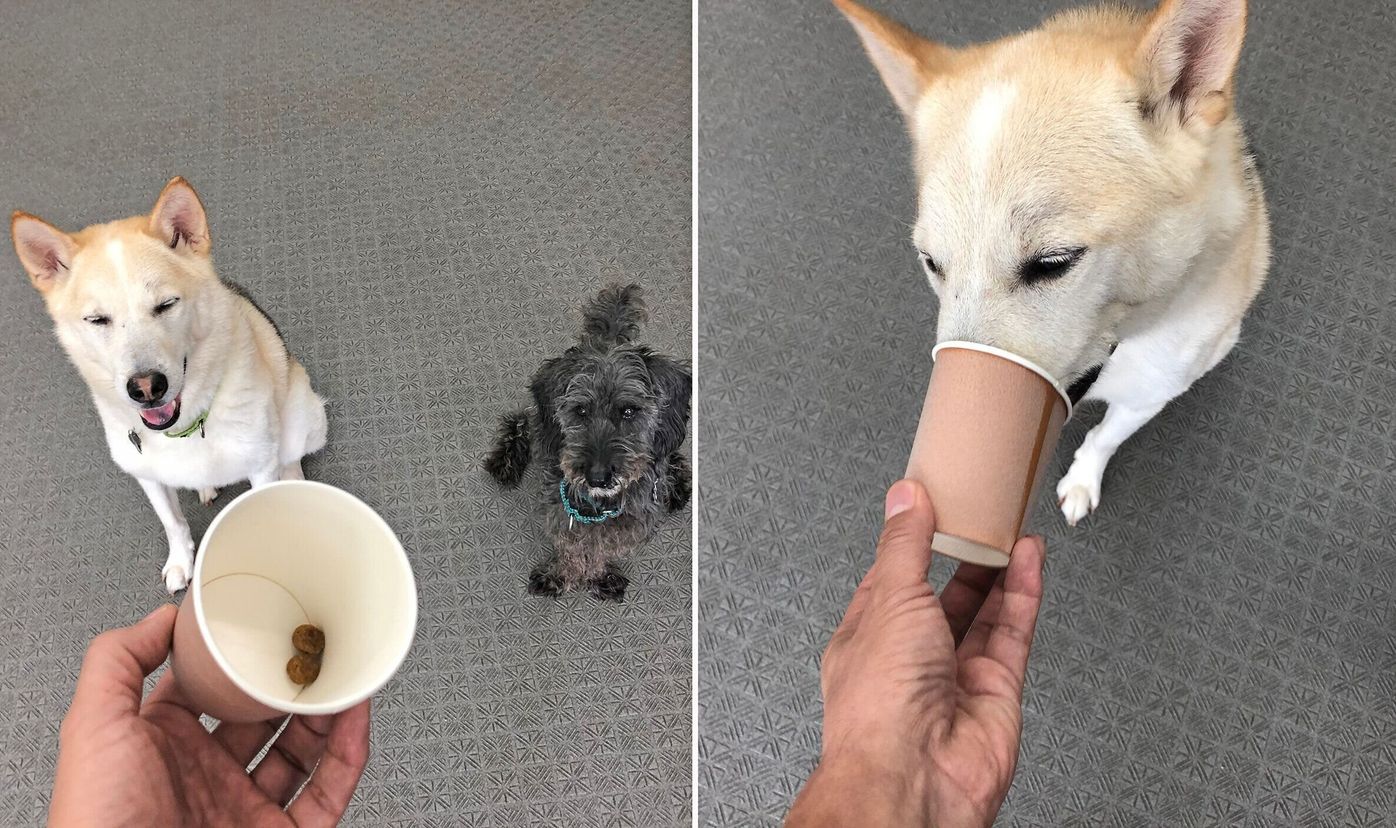 犬が 口輪 を喜んでつけるようになる方法 連載 西川文二の 犬ってホントは Vol 38 いぬのきもちweb Magazine 犬が 口輪 を喜んでつけるようになる方法 連載 西川文二の 犬ってホントは Vol 38 いぬのきもちweb Magazine