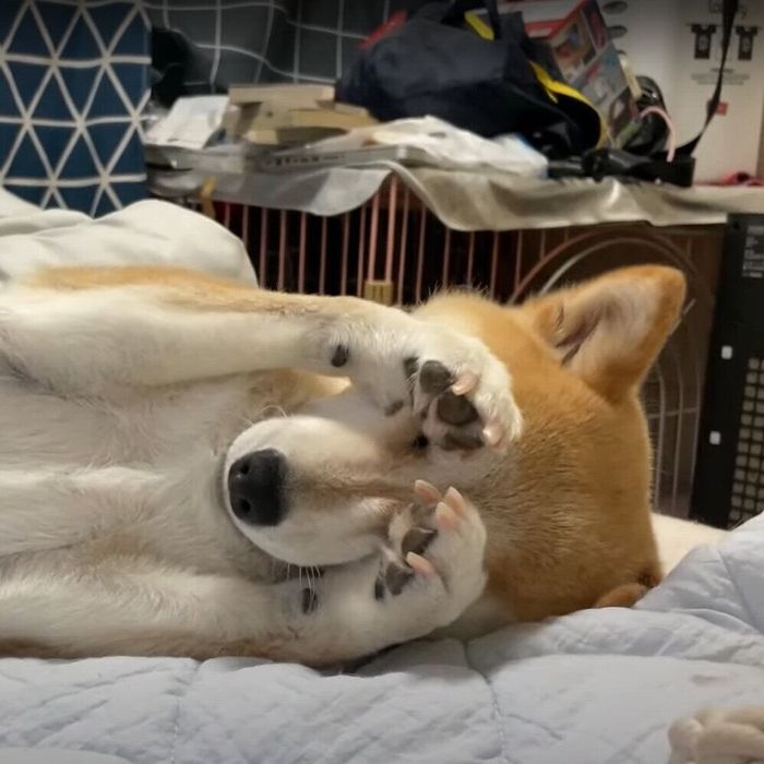 得意の泣きまねポーズをするハナちゃん