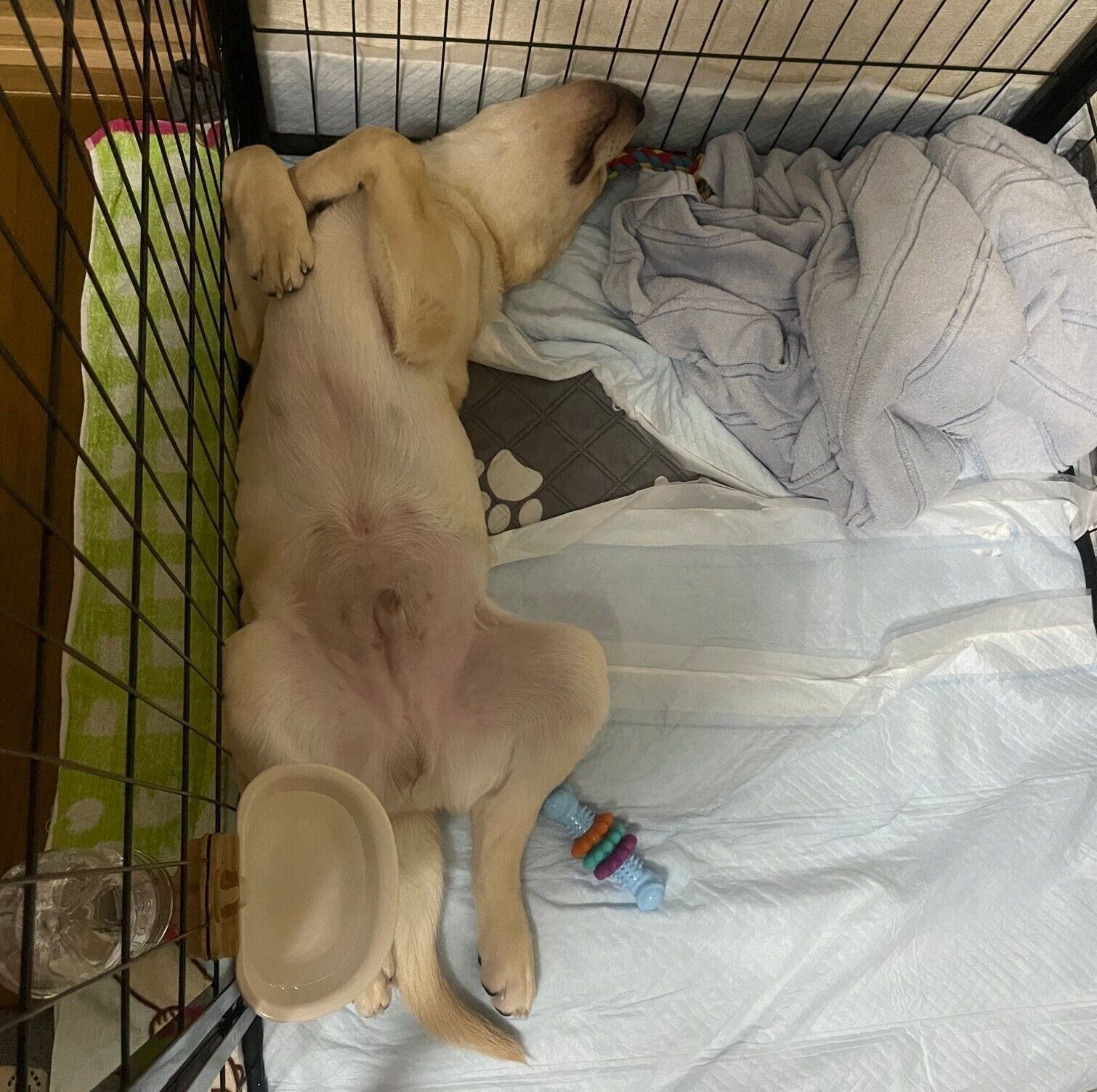 初日の夜に“ヘソ天”するノアくん