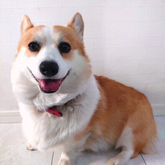 耳をピーンとしているコーギーのリアちゃん