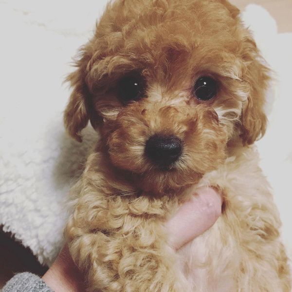 お風呂場で待つ犬