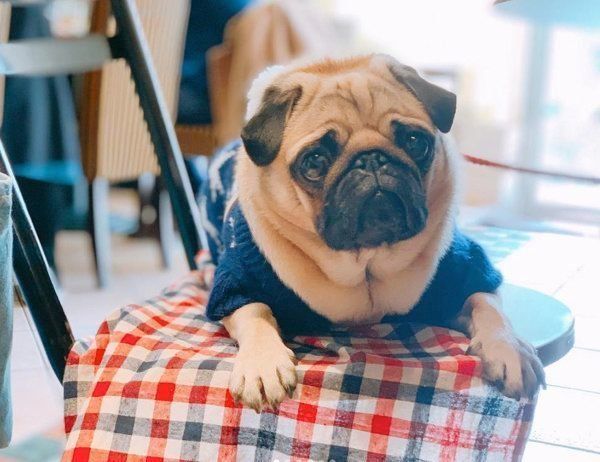 パグのぱぐぞうちゃん