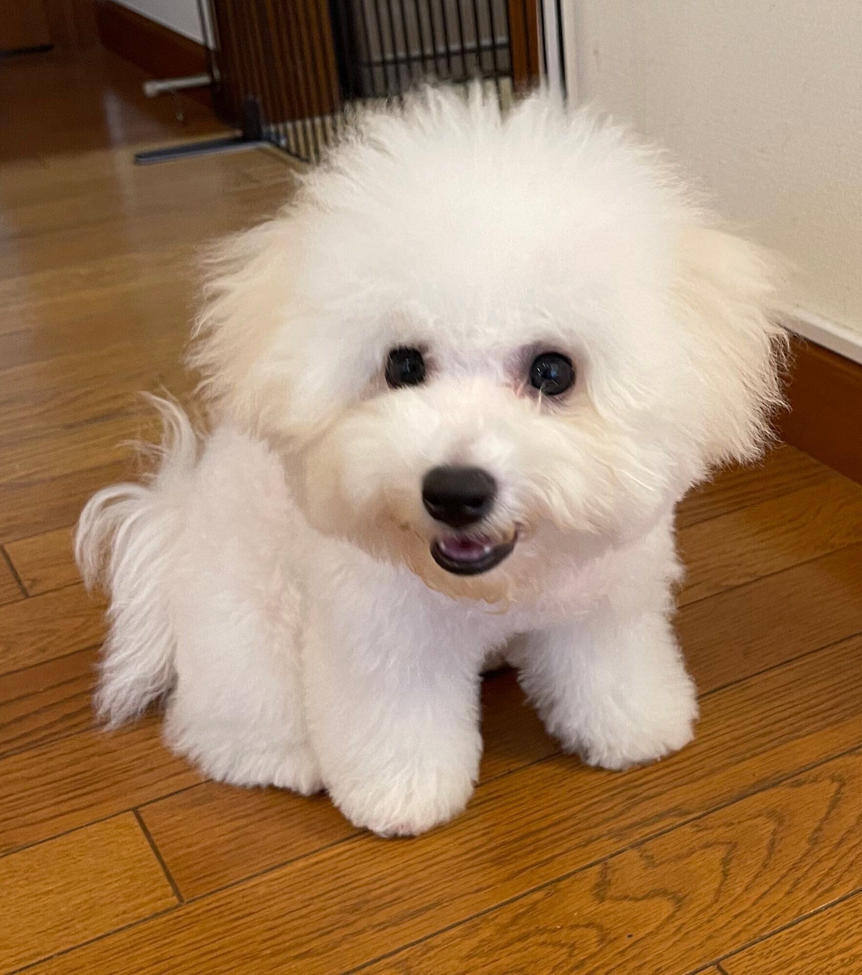 生後4カ月頃のビション・フリーゼ