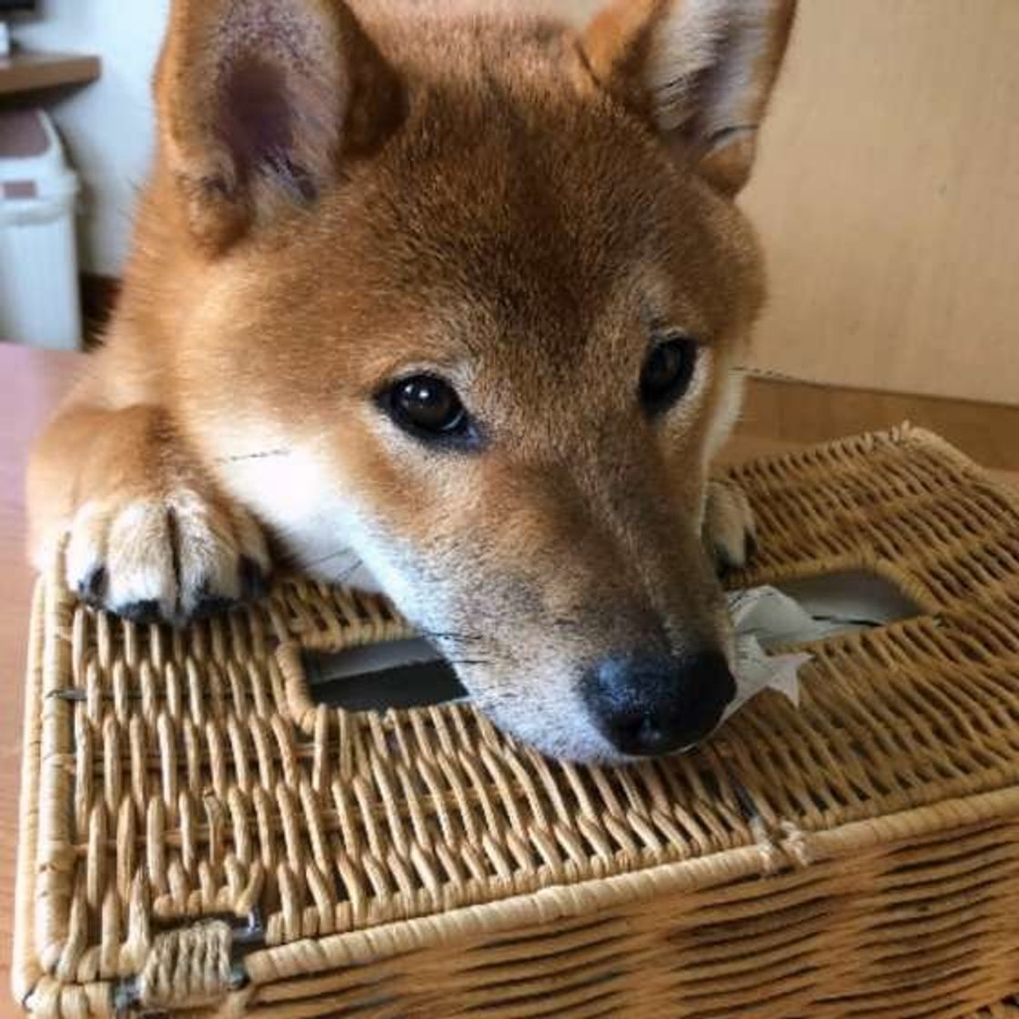 やんちゃな時期を過ぎたら吠えなくなる は間違い 犬の年齢別の対応は いぬのきもちweb Magazine やんちゃな時期を過ぎたら吠えなくなる は間違い 犬の年齢別の対応は いぬのきもちweb Magazine