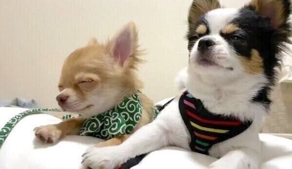 2匹のチワワ